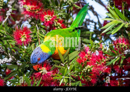 Rainbow Lorikeet Banque D'Images