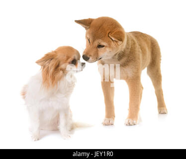 Chiot Shiba Inu et chihuahua in front of white background Banque D'Images