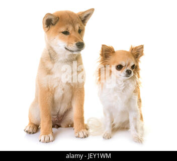 Chiot Shiba Inu et chihuahua in front of white background Banque D'Images