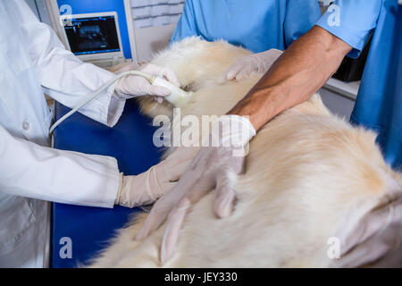 Close up of dog lying Banque D'Images