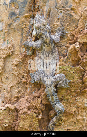 Sur le gecko, lisse treel glisse à dos ou Ptychozoon lionotum Gecko Banque D'Images