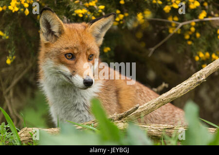 Captiive Red Fox (Vulpes vulpes) Comité permanent par l'ajonc bush à la British Wildlife Centre, Newchapel, Lingfield, Surrey, Royaume-Uni. Banque D'Images