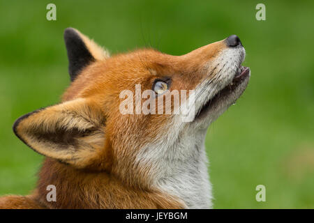 Close-up de tête d'captiive Red Fox (Vulpes vulpes) à la British Wildlife Centre, Newchapel, Lingfield, Surrey, Royaume-Uni. Banque D'Images