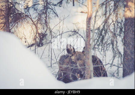 Jeune femelle orignal au repos dans son habitat naturel près de Fairbanks, AK. Banque D'Images