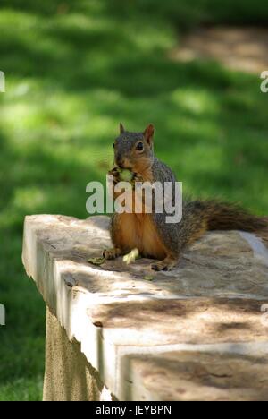 Brown Squirrel manger une noix Banque D'Images