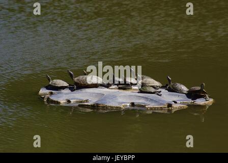 Reposant sur un rocher des Tortues Banque D'Images