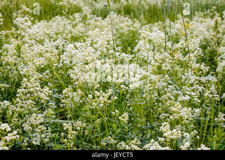 Le Galium boreale fleurs, également connu comme le gaillet du nord, dans un pré sous le chaud soleil de printemps Banque D'Images