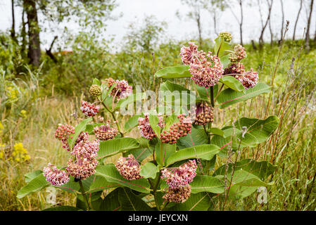 Asclepias syriaca rose et blanc fleurs et bourgeons, également connu sous le nom ou l'Asclépiade, silkweed avec les abeilles butineuses, dans la prairie près de la rivière Dniepr je Banque D'Images