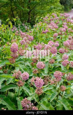 Asclepias syriaca rose et blanc fleurs et bourgeons, également connu sous le nom ou l'Asclépiade, silkweed avec les abeilles butineuses, dans la prairie près de la rivière Dniepr je Banque D'Images