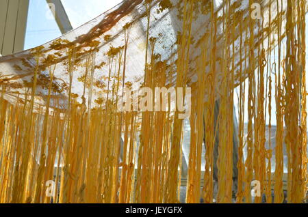 Linge de maison jaune accroché au National Botanic Gardens de Dublin, Irlande Banque D'Images