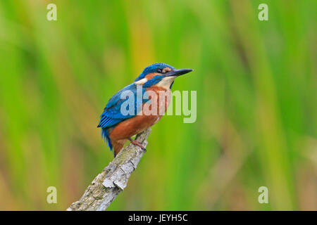 Kingfisher commun juvénile au Top Hill Nature Faible Réserver Yorkshire Banque D'Images