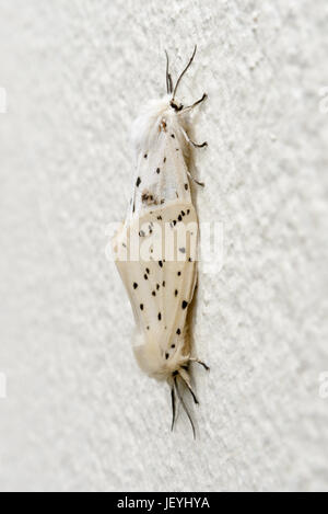 Paire d'Hermine blanche Spilosoma lubricipeda (papillons) l'accouplement dans l'emplacement à l'ombre sur un mur assez commune dans toute la Grande-Bretagne. L'ouest du pays de Galles. UK. Banque D'Images