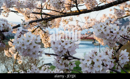 Cerisiers en fleurs dans le district de Kakunodate, Senboku, Akita Prefecture, Japan Banque D'Images