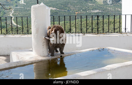 Chien marron à l'eau potable à fontaine en espagne Banque D'Images