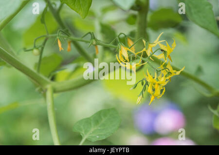 Solanum pimpinellifolium. Fleurs de tomate groseille Banque D'Images