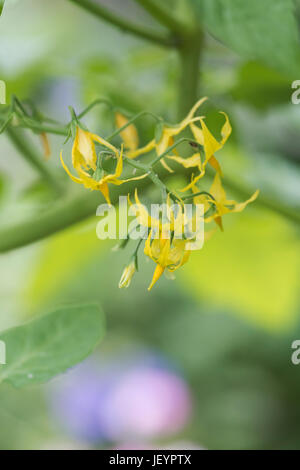 Solanum pimpinellifolium. Fleurs de tomate groseille Banque D'Images