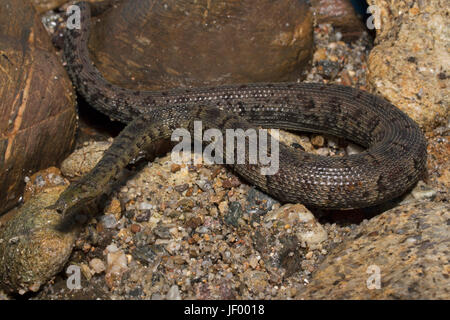 Tentacled Snake Banque D'Images