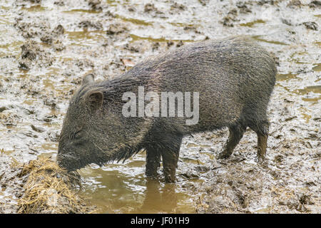 Tajacu Baby Eating Banque D'Images