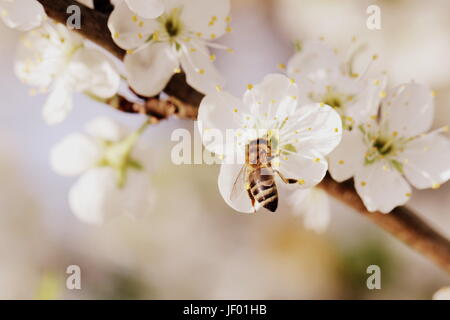 Abeille sur une branche de poire Banque D'Images