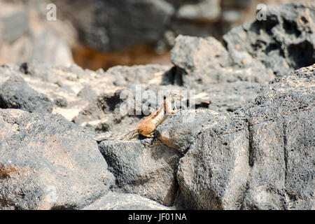 Atlantoxerus Getulus spermophiles Banque D'Images