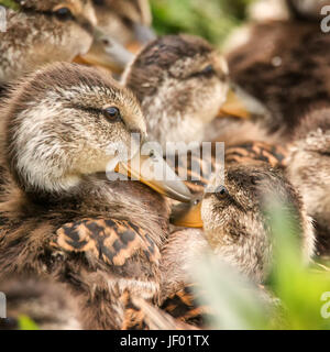 Plusieurs canetons blottis ensemble Banque D'Images