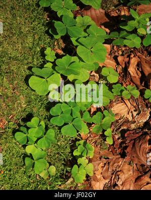 L'oxalide, plantes vertes Banque D'Images