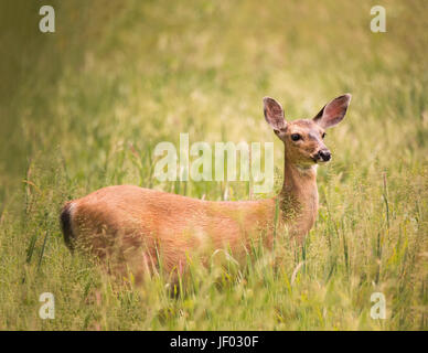 Doe Deer Standing in Tall Grass Banque D'Images