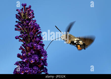 Hummingbird hawk-moth Banque D'Images