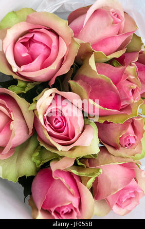 Beaux arbustes nostalgique Eden Rose Bouquet Banque D'Images