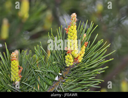 Les rameaux verts de pine tree avec strobiles Banque D'Images