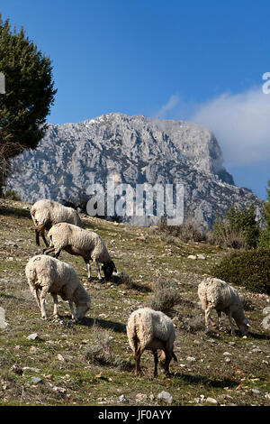 Troupeau de moutons dans les montagnes de la sierra sur de Jaén, Andalousie, Espagne Banque D'Images