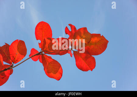 Bengale rouge feuilles d'amande avec ciel bleu en plein jour Banque D'Images