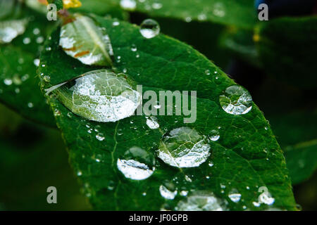 Close up de baies mûres et juteuses de chèvrefeuille et de l'eau ou des gouttes de pluie sur les feuilles vertes. L'été ou à l'arrière-plan végétarien, la nature sauvage concept avec gree Banque D'Images