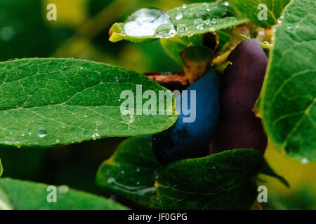 Close up de baies mûres et juteuses de chèvrefeuille et de l'eau ou des gouttes de pluie sur les feuilles vertes. L'été ou à l'arrière-plan végétarien, la nature sauvage concept avec gree Banque D'Images