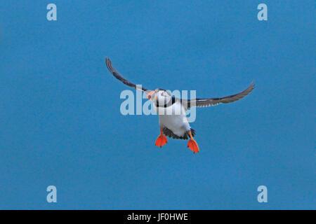 Macareux moine entrée en terrain à la réserve RSPB Bempton Banque D'Images