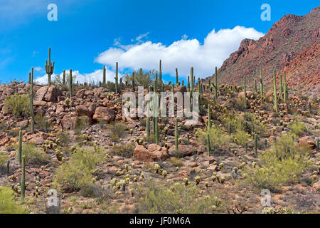 Cactus Saguaro (Carnegiea gigantea), Saguaro National Park, désert de Sonora, Tucson, Arizona, USA Banque D'Images