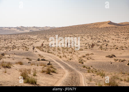 Des chameaux dans le Wahiba Sands Banque D'Images