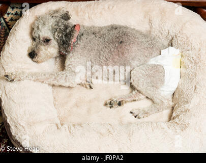 Vieux chien gris portant une couche doggy Banque D'Images