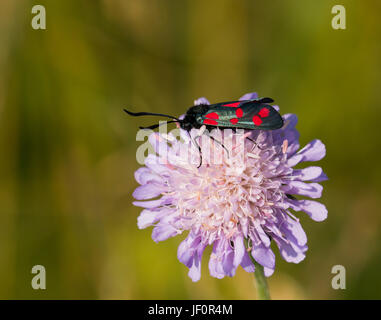 Six-spot Burnet Moth Banque D'Images