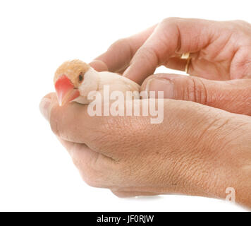 Java sparrow in front of white background Banque D'Images
