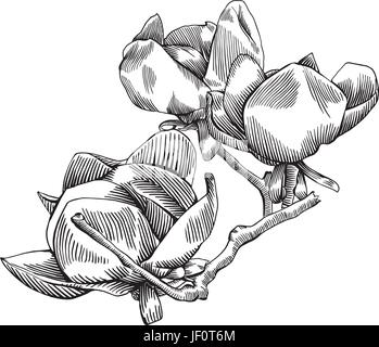 Single, fleur, plante, branche, magnolia, vector, gravé, Encre, feuille, seul, Illustration de Vecteur