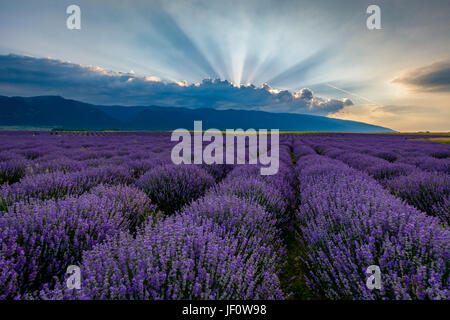 Champ de lavande tourné au lever du soleil avec des rayons de lumière provenant de nuages. Tourné à Karlovo, Bulgarie Banque D'Images