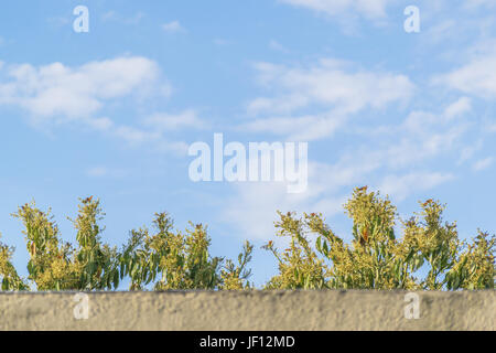 Haut de Tree Against Blue Sky Background Banque D'Images