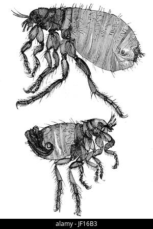 Illustration historique d'un chien, aux puces Ctenocephalides canis, top est un insecte mâle, en bas d'une femme, l'amélioration numérique reproduction à partir d'un tirage original de 1888 Banque D'Images