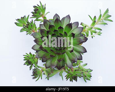 Un Sempervivum calcareum plant Banque D'Images