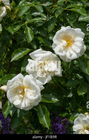 Tapis de Fleurs Rosa White, Noaschnee. Banque D'Images