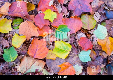 Les feuilles tombées des tulipiers, Liriodendron tulipifera. Banque D'Images