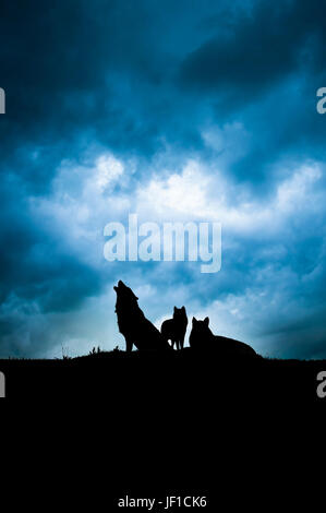 Meute de loups en silhouette dans la nuit, l'un d'eux hurle Banque D'Images