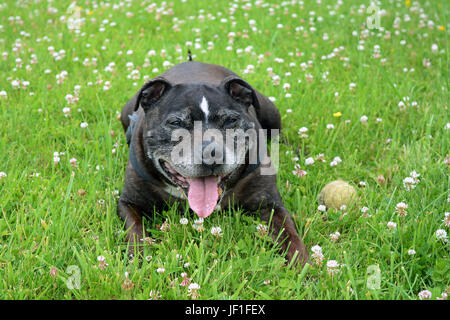 Un fatigué Staffordshire Bull Terrier après courir dans les champs Banque D'Images