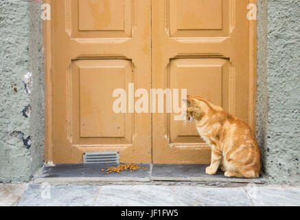 Chat assis dans la porte de chambre en Espagne avec la nourriture pour chat sur l'étape Banque D'Images